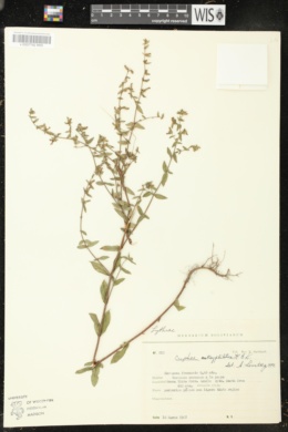 Cuphea angustifolia image