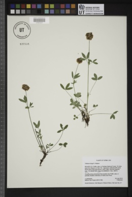 Trifolium kingii image