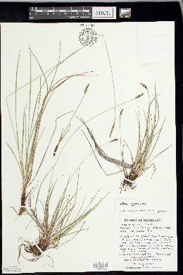 Carex scirpoidea subsp. convoluta image