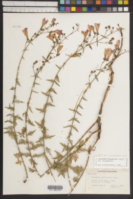 Penstemon richardsonii var. richardsonii image