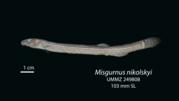Image of Misgurnus nikolskyi