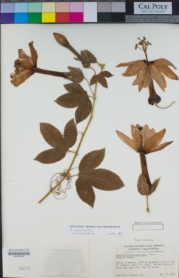 Image of Passiflora antioquiensis