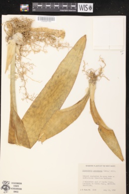 Image of Sansevieria hyacinthoides