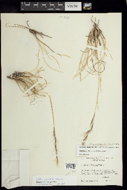 Aristida curvifolia image