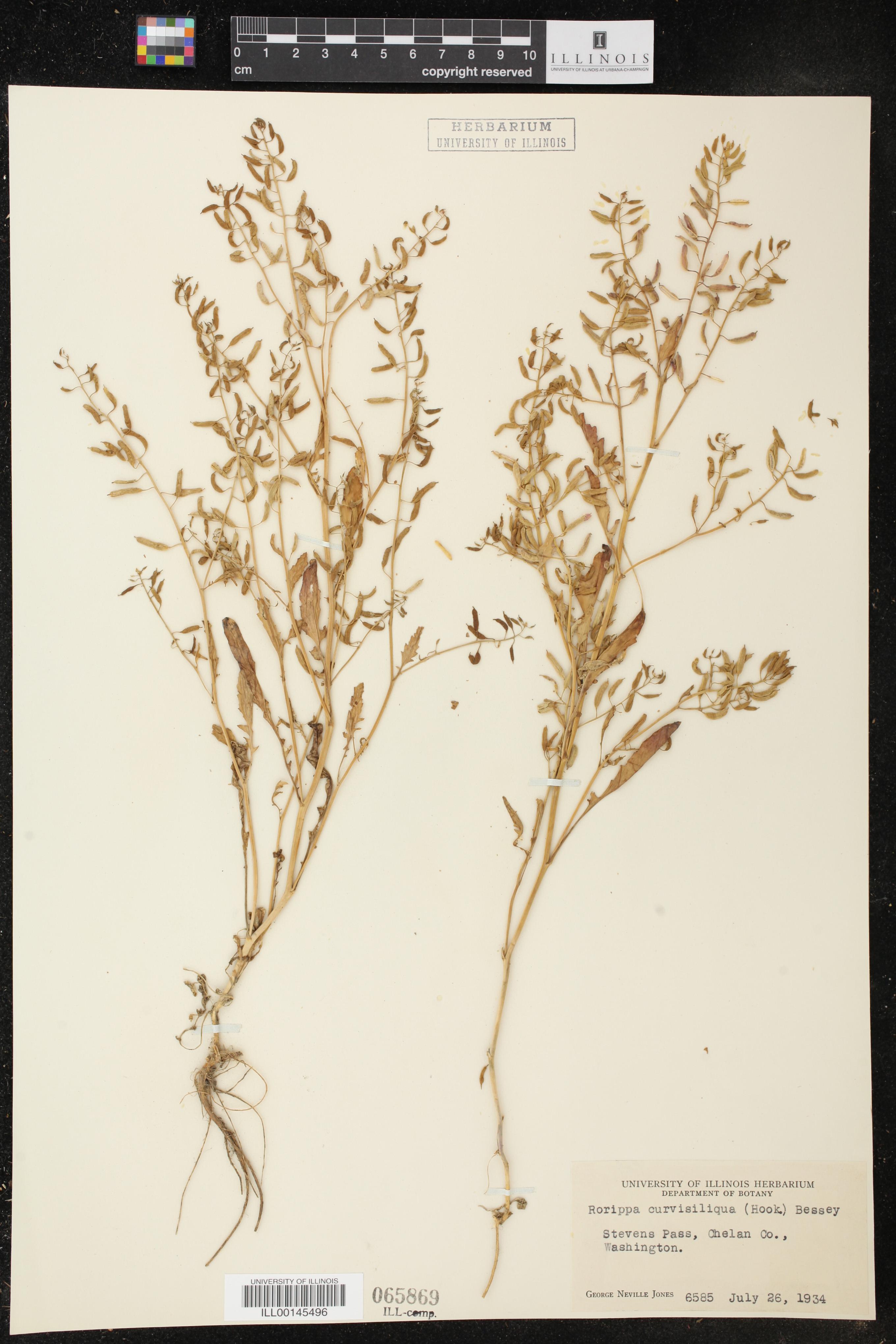 Brassicaceae image