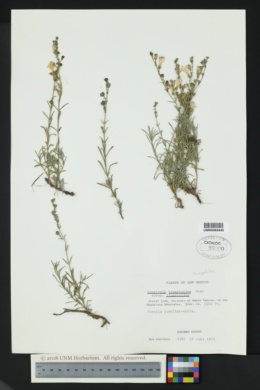 Penstemon linarioides subsp. linarioides image