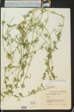 Image of Vicia leucophaea