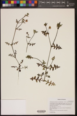 Pholistoma auritum var. arizonicum image
