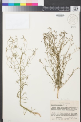 Image of Gayophytum humile