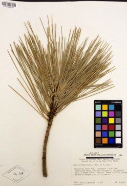 Pinus jeffreyi image
