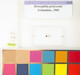 Drosophila picticornis image