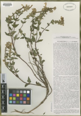 Image of Scutellaria supina