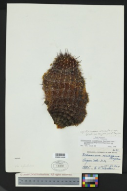 Echinocereus chloranthus image