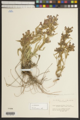 Penstemon eriantherus var. redactus image