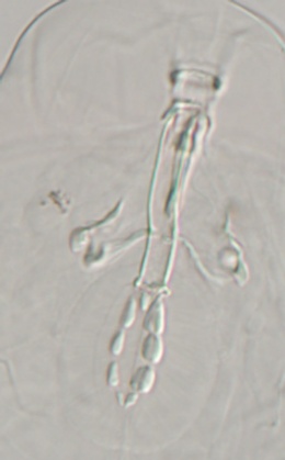 Minibiotus intermedius image