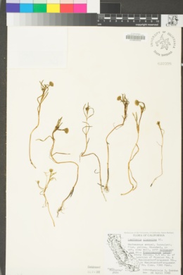 Lasthenia glaberrima image