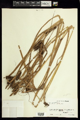 Carex polysticha image