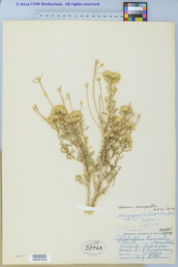 Image of Isocoma coronopifolia