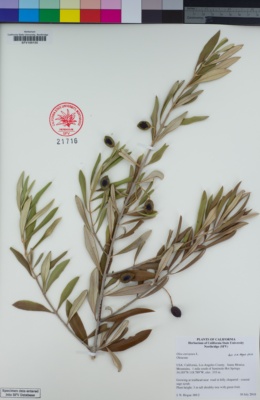 Image of Olea europaea