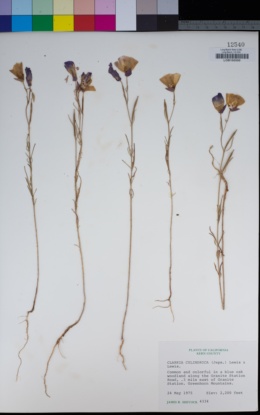 Clarkia cylindrica subsp. clavicarpa image