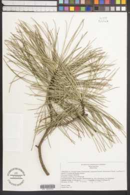 Image of Pinus koraiensis