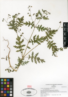 Eucrypta chrysanthemifolia var. chrysanthemifolia image