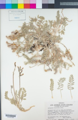 Astragalus leucolobus image