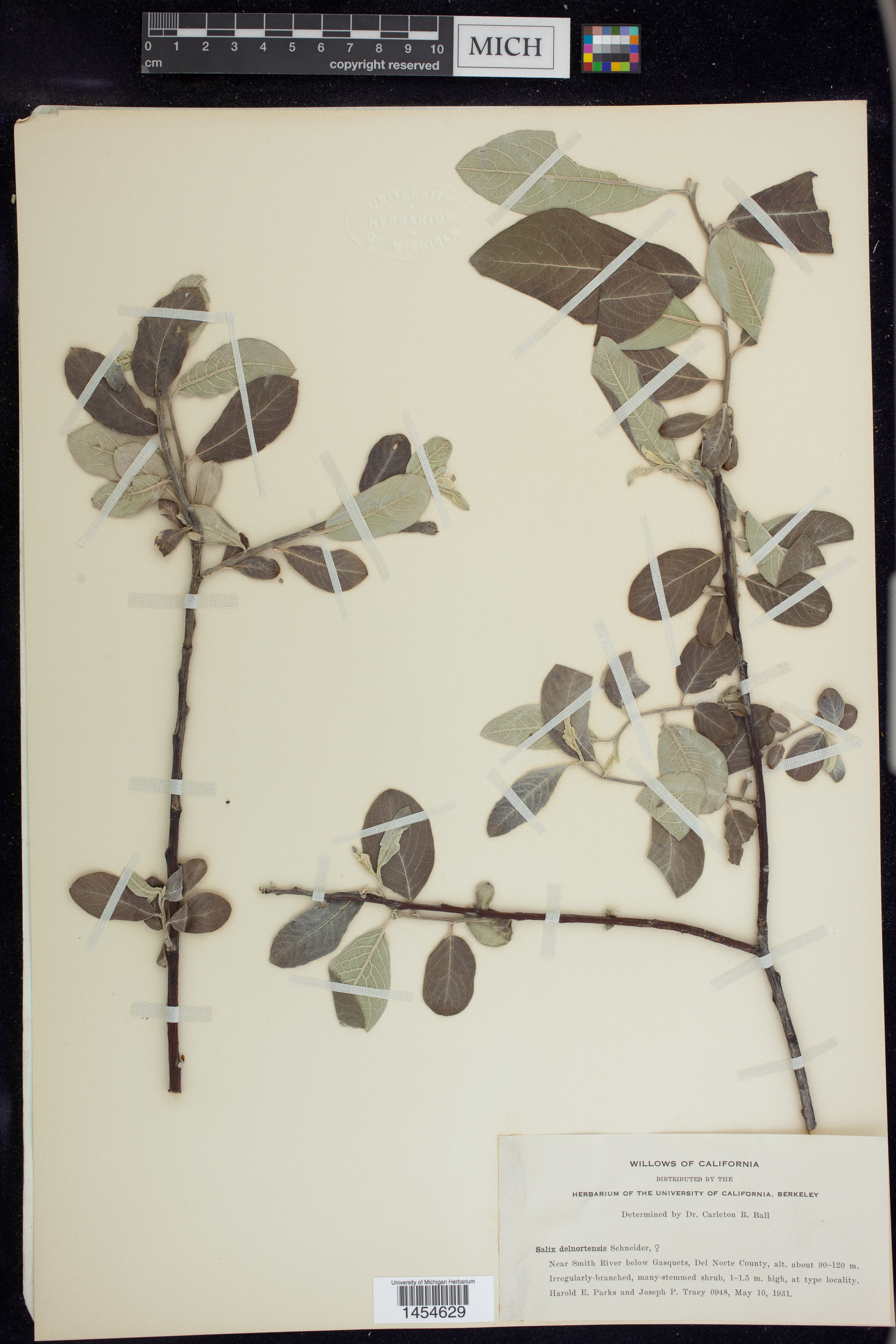 Salix delnortensis image