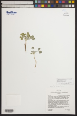 Pediomelum pariense image