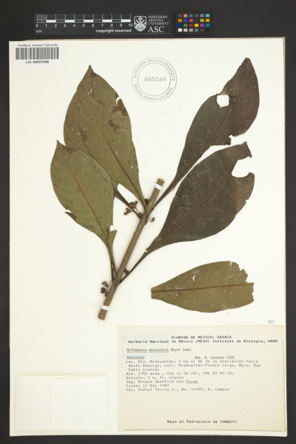 Hoffmannia oaxacensis image