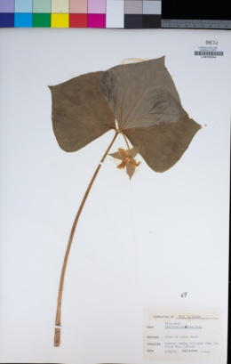 Image of Trillium flexipes