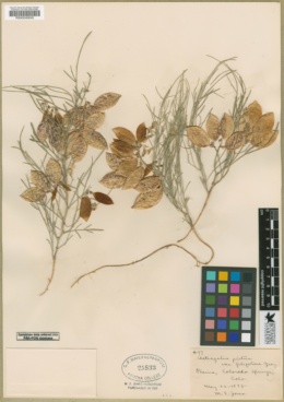 Astragalus pictus var. filifolius image