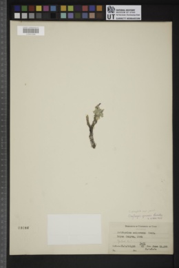 Oxytropis oreophila var. jonesii image