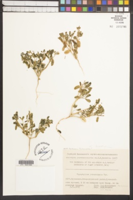 Image of Zygophyllum lehmannianum
