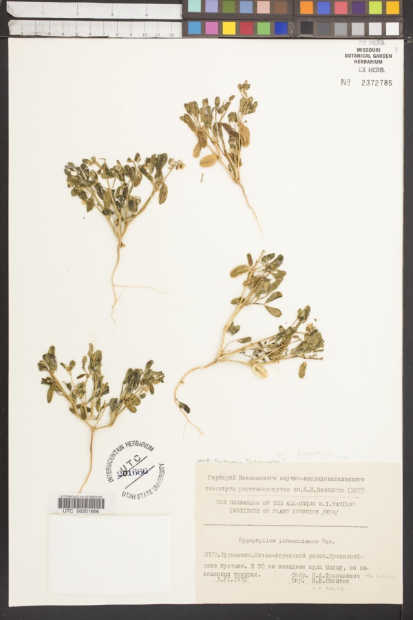 Zygophyllum lehmannianum image