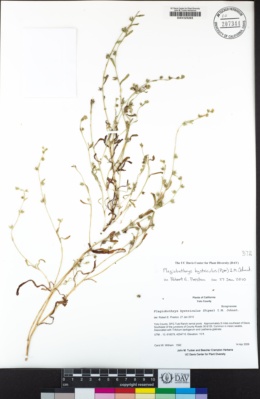 Plagiobothrys hystriculus image