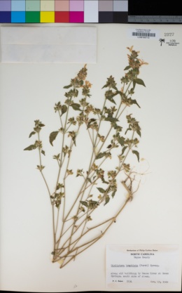 Image of Dicliptera brachiata