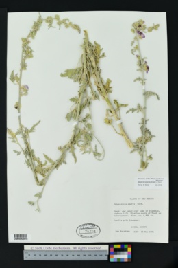 Sphaeralcea polychroma image