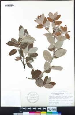 Arctostaphylos crustacea subsp. crinita image