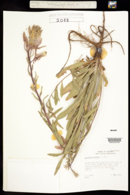 Oenothera hookeri image