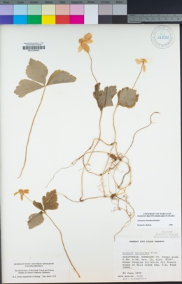 Anemone deltoidea image