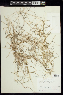 Pereilema beyrichianum image