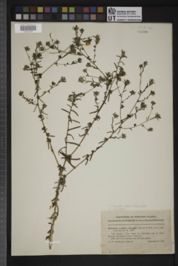 Hemizonia congesta subsp. calyculata image