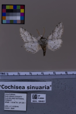 Cochisea sinuaria image
