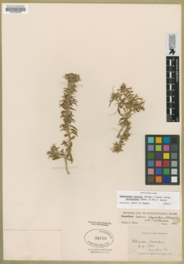 Eremothera boothii subsp. alyssoides image