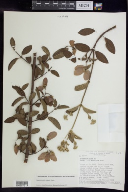Image of Banisteriopsis arborea