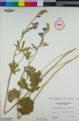 Sidalcea malviflora subsp. californica image