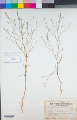 Gayophytum oligospermum image