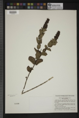 Hyptis carpinifolia image