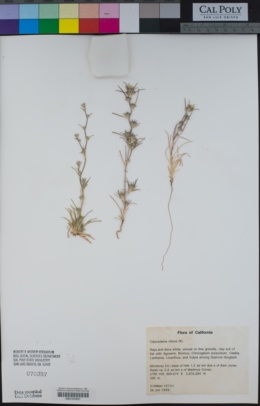 Calycadenia villosa image